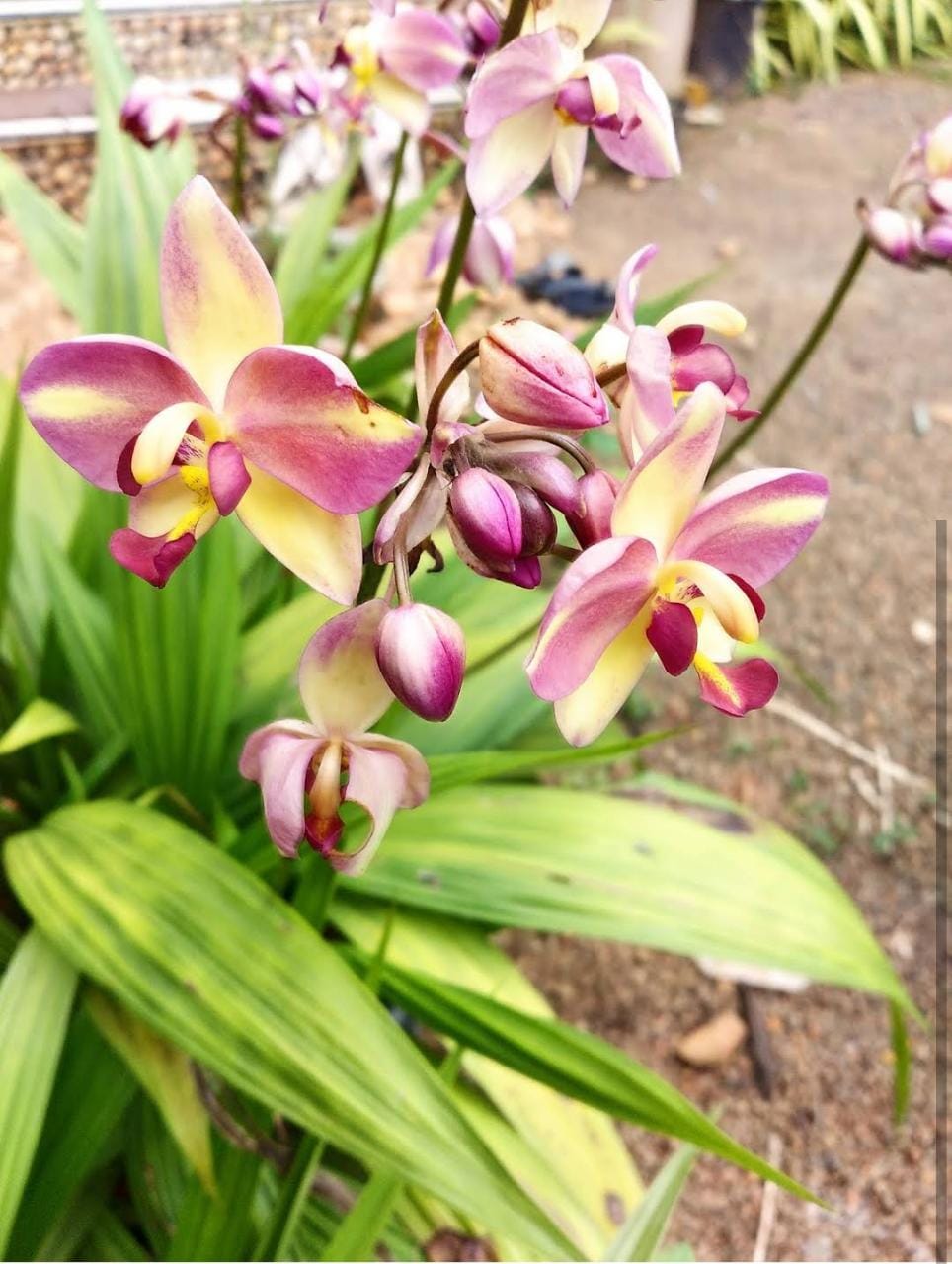 Botanical Garden Nursery Kuruva-Makkaraparamba