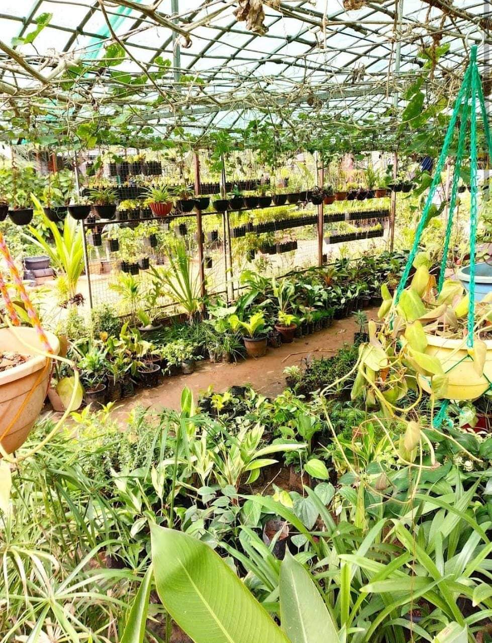 Botanical Garden Nursery Kuruva-Makkaraparamba