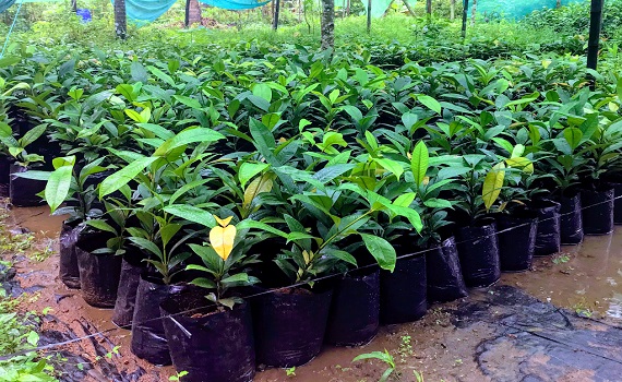 Botanical Garden Nursery Kuruva-Makkaraparamba